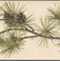Dried leaves Border