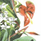 Tropical Border